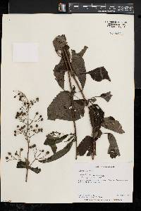 Scrophularia marilandica image