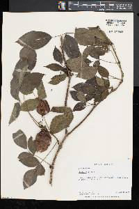 Staphylea trifolia image