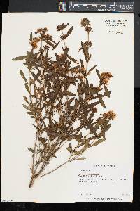 Hypericum prolificum image