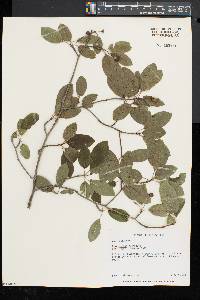 Ilex mucronata image