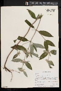 Pycnanthemum incanum image