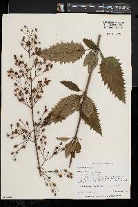 Scrophularia lanceolata image