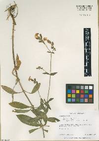 Silene latifolia image