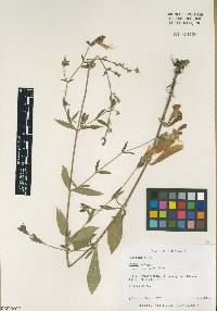 Silene latifolia image