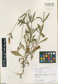 Silene latifolia image