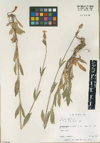 Silene latifolia image