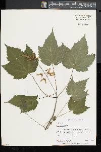 Acer spicatum image