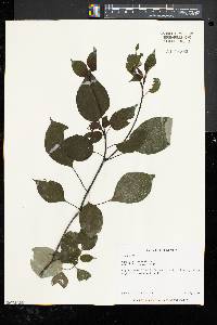 Cornus alternifolia image