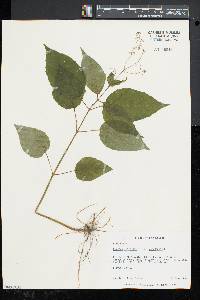 Circaea canadensis image