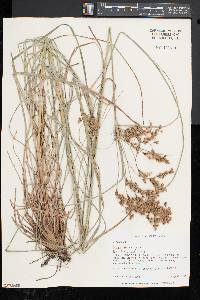 Scirpus atrocinctus image