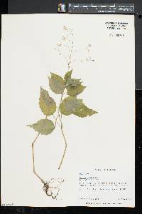 Circaea canadensis image