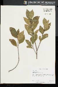 Rhamnus alnifolia image