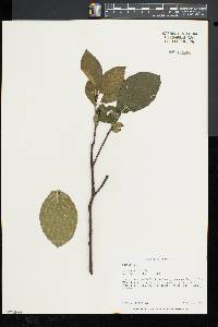 Rhamnus alnifolia image