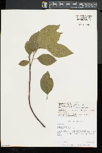 Rhamnus alnifolia image