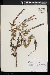 Salvia x sylvestris image