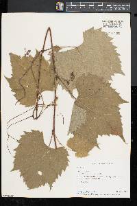 Vitis riparia image