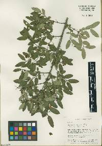 Lonicera morrowii image