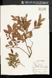 Vaccinium angustifolium image