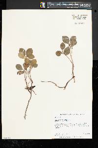 Gaultheria procumbens image