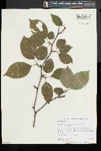 Ilex montana image