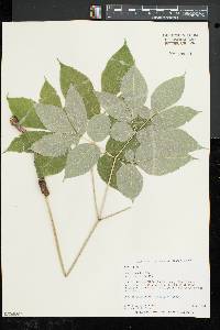 Aralia nudicaulis image