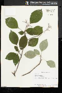 Cornus alternifolia image