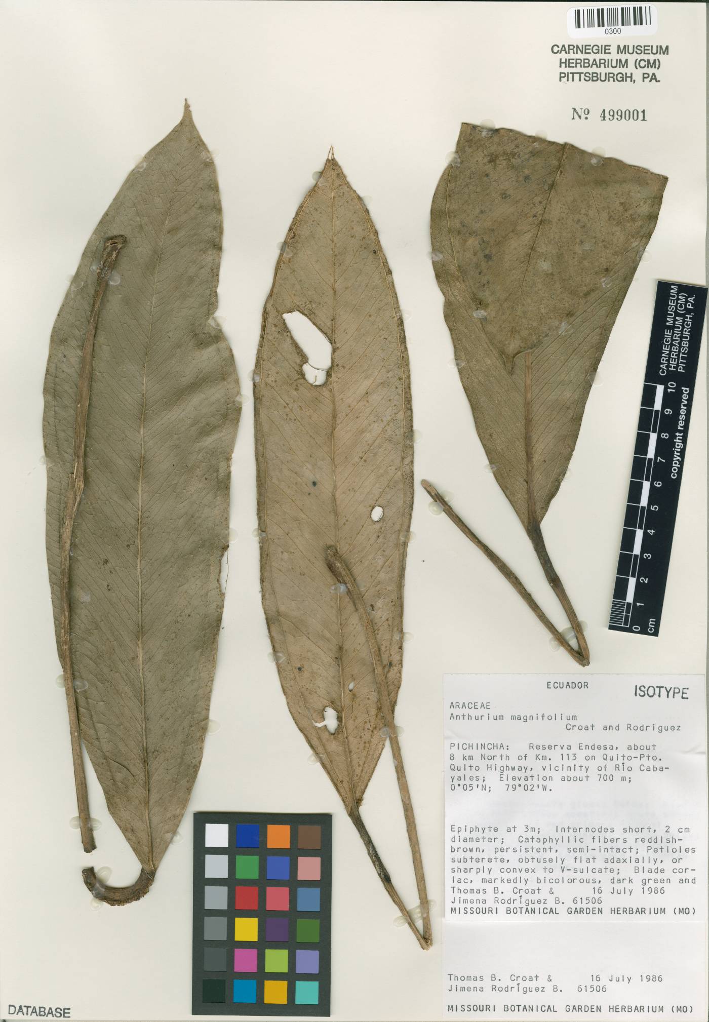 Anthurium magnifolium image