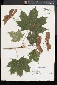 Acer platanoides image