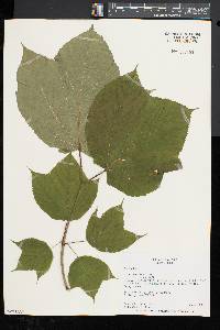 Acer pensylvanicum image