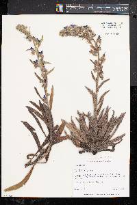 Echium vulgare image