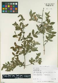 Lonicera morrowii image