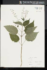 Circaea canadensis image