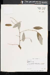 Elaeagnus umbellata image