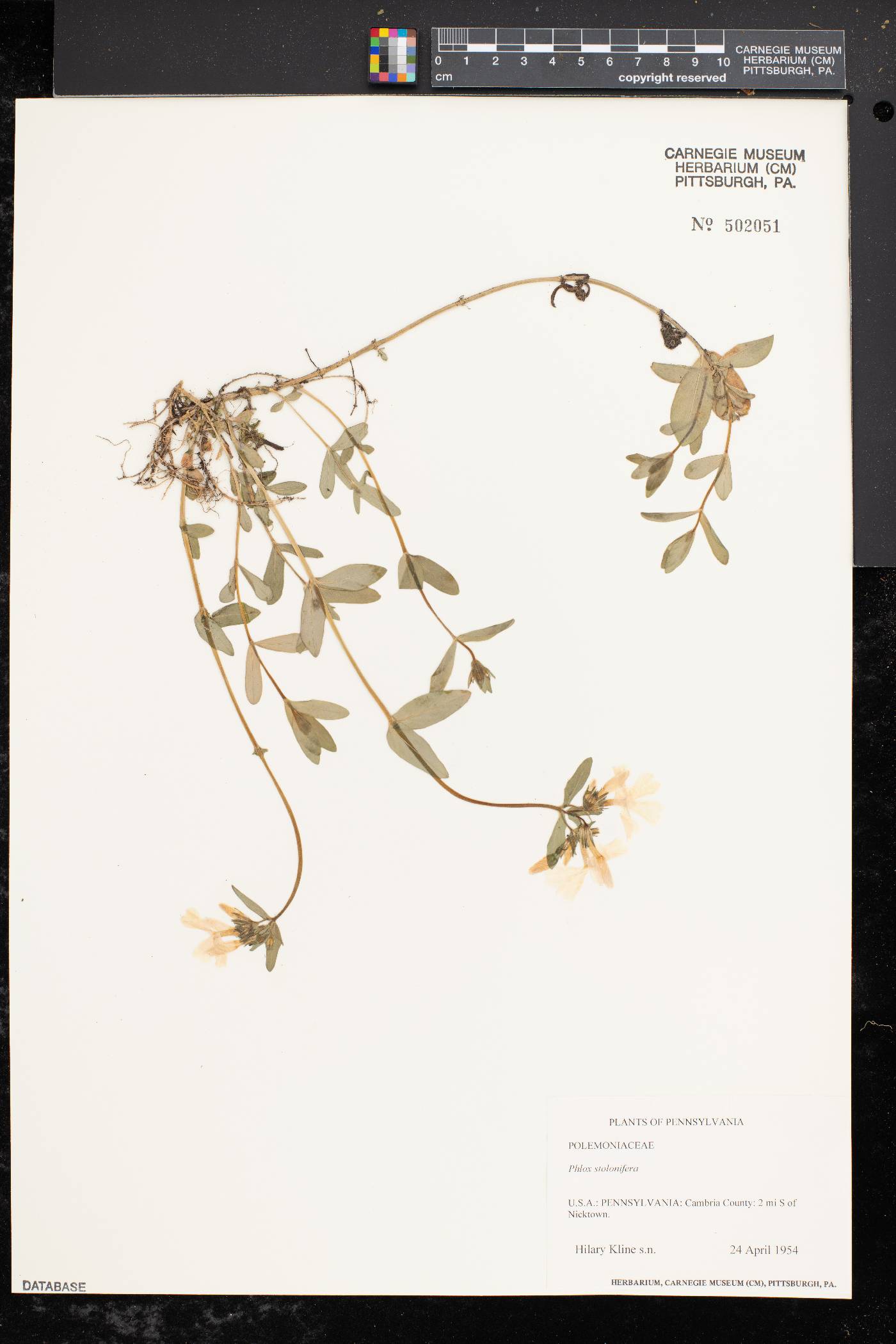 Phlox stolonifera image