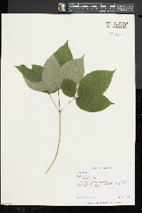 Aralia nudicaulis image