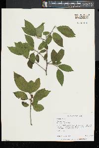 Ilex montana image