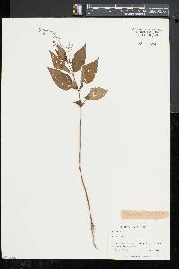 Circaea canadensis image