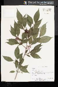 Cornus racemosa image