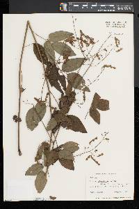 Desmodium perplexum image