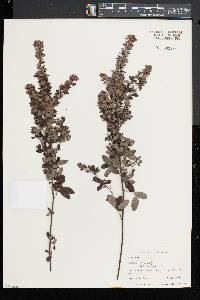 Lespedeza intermedia image