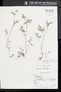 Chaerophyllum procumbens image