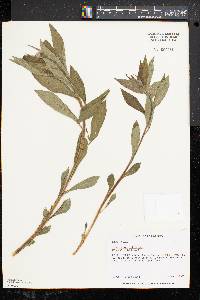 Lithospermum latifolium image