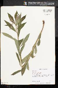 Lithospermum latifolium image