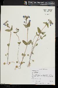 Collinsia verna image