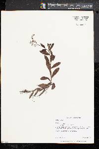 Myosotis laxa image