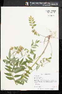 Polemonium reptans image