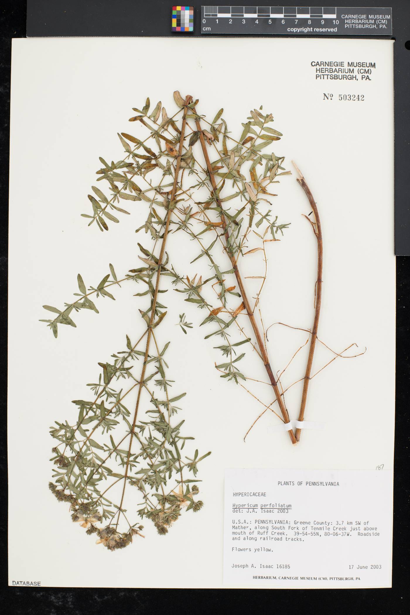 Hypericum perfoliatum image