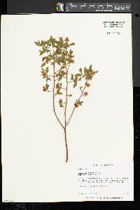 Vaccinium angustifolium image