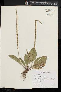 Plantago rugelii image