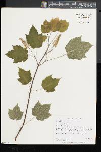 Acer spicatum image